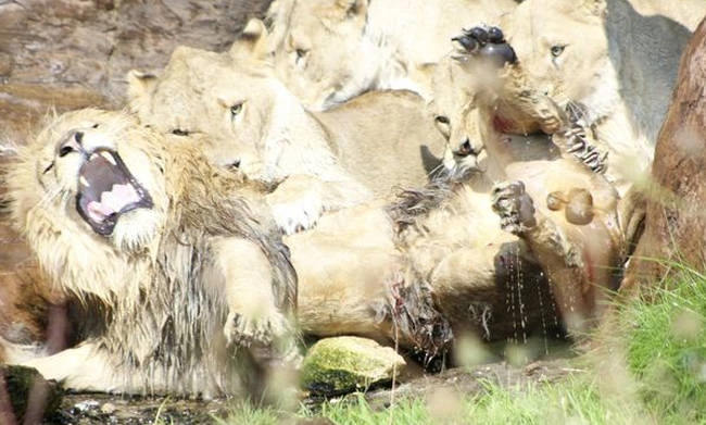 Δεν πίστευαν στα μάτια τους βλέποντας τις λιονταρίνες να κάνουν κάτι τρομερό στο κυρίαρχο αρσενικό! (βίντεο)